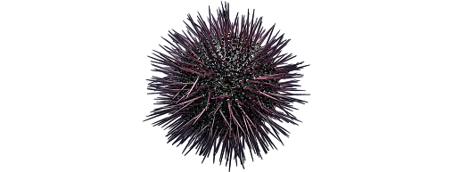 Grey Sea Urchin