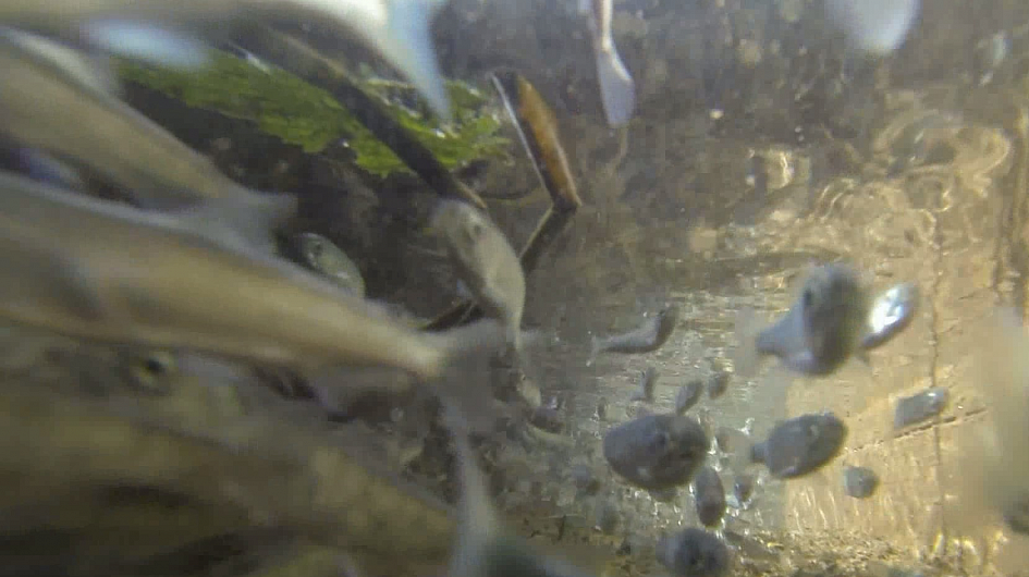 拉贡诺叶湖的鲑鱼孵化场的第一批大麻哈鱼鱼苗投放